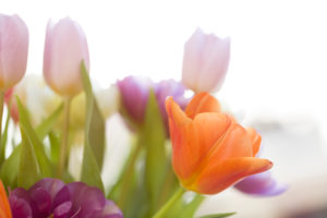 Blumenstrauß, Tulpen, Gegenlicht, Fenster, Detailaufnahme Blumenstrauß, Tulpen, Gegenlicht, Fenster, Detailaufnahme