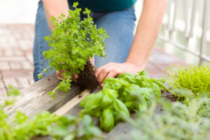 Self-made herb garden, vertical garden, planting Self-made herb garden, vertical garden, planting