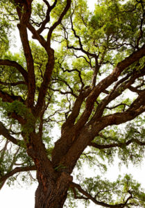 Baum, groß, Florenz, Toskana, Italien Baum, groß, Florenz, Toskana, Italien