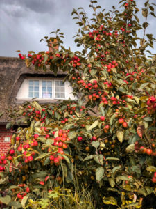 Apfelbaum, Früchte, Erntezeit, Sommer, Garten Apfelbaum, Früchte, Erntezeit, Sommer, Garten