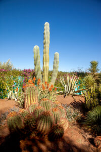 Bildagentur | mauritius images | Cultivation of cacti, greenhouse, botanical  garden, Cactus y Otras Suculentas 'Mora i Bravard', Casarabonela, Spain