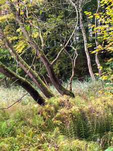 Langballigau valley, tree, plants, forest, Langballigau, coast, Langballig, northern Germany, landscape, Schleswig-Holstein, Germany