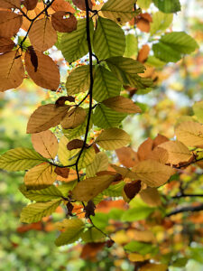 Langballigau valley, tree, plants, foliage, branch, Langballigau, forest, Langballig, northern Germany, close-up, Schleswig-Holstein, Germany