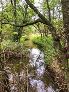 Langballigau valley, tree, plants, forest, stream, Langballigau, coast, Langballig, northern Germany, landscape, Schleswig-Holstein, Germany