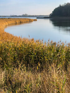 Geltinger Birk, Baltic Sea, plants, water, sea, coast, Geltinger Bay, northern Germany, landscape, Schleswig-Holstein, Germany