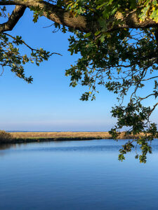Geltinger Birk, Baltic Sea, plants, water, sea, coast, Geltinger Bay, Nieby, Northern Germany, landscape, Schleswig-Holstein, Germany