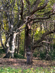 Geltinger Birk, Baltic Sea, tree, forest, coast, Geltinger Bay, Nieby, Northern Germany, landscape, Schleswig-Holstein, Germany