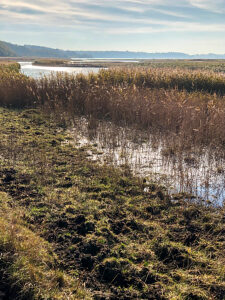 Geltinger Birk, Baltic Sea, plants, water, sea, coast, Geltinger Bay, Nieby, Northern Germany, landscape, Schleswig-Holstein, Germany