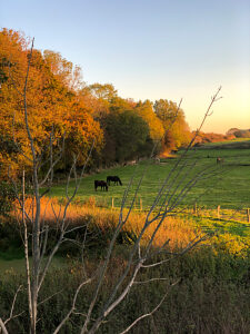 Kronsgaard, field, pasture, horses, animals, coast, Geltinger Bucht, northern Germany, landscape, Schleswig-Holstein, Germany