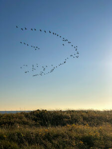 Kronsgaard, Baltic Sea, coast, sea, flock of birds, flock, plants, northern Germany, bird, Schleswig-Holstein, Germany