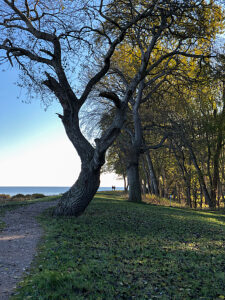 Maasholm, Gut Oehe, Baltic Sea, coast, sea, tree, path, plants, Northern Germany, Schlei, Schleswig-Holstein, Germany