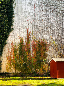 Maasholm, Gut Oehe, Baltic Sea, coast, barn, tendrils, garden, plants, Northern Germany, Schlei, Schleswig-Holstein, Germany