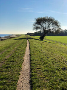 Maasholm, Baltic Sea, coast, sea, tree, path, plants, Northern Germany, Schlei, Schleswig-Holstein, Germany