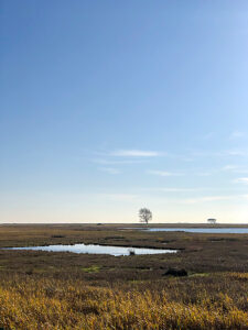Schleimünde nature reserve, landscape, Baltic Sea, coast, sea, Schlei, plants, Maasholm, Northern Germany, Schleswig-Holstein, Germany
