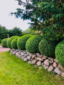 Sierksdorf, garden, boxwood, topiary, wall, garden art, plants, Ostholstein district, northern Germany, stones, Bay of Lübeck, Schleswig-Holstein, Germany