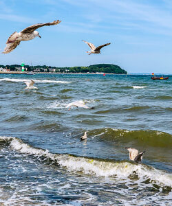 Travemünde; Beach; Priwall; Seagulls; Waves; Sea; Baltic Sea; Hanseatic City of Lübeck; Northern Germany; Landscape; Bay of Lübeck; Schleswig-Holstein; Germany; Europe