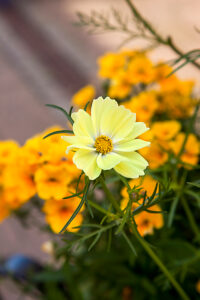 Helsingborg, city, bouquet, Skåne, Skane, province Skane län, flowers, decoration, Sweden, Scandinavia