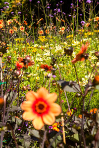 Helsingborg, park, flower meadow, Skåne, Skane, province Skane län, flowers, landscape, Sweden, Scandinavia