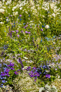 Helsingborg, park, flower meadow, Skåne, Skane, province Skane län, flowers, landscape, Sweden, Scandinavia