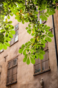 Old town, Stockholm, house, tree, window, capital, architecture, Sweden, Scandinavia