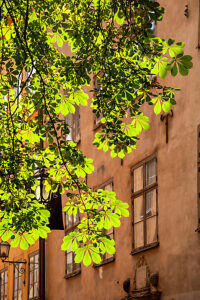Old town, Stockholm, house, tree, window, capital, architecture, Sweden, Scandinavia