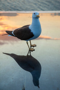 Seagull, Bird, Seabird, Animals, Sweden, Scandinavia