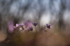 Deutschland, Bayern, Naturschutzgebiet, Leberblümchen, Hepatica nobilis
Deutschland, Bayern, Naturschutzgebiet, Leberblümchen, Hepatica nobilis