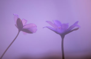 Deutschland, Bayern, Naturschutzgebiet, Leberblümchen, Hepatica nobilis doppelt belichtet
Deutschland, Bayern, Naturschutzgebiet, Leberblümchen, Hepatica nobilis doppelt belichtet