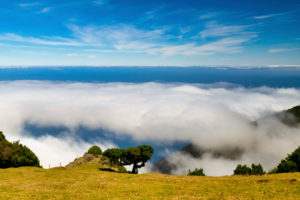 Hike in the Fanal area to the laurel forest, Unesco World Heritage, Madeira, Hike in the Fanal area to the laurel forest, Unesco World Heritage, Madeira,