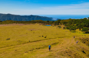 Hike in the Fanal area to the laurel forest, Unesco World Heritage, Madeira, Hike in the Fanal area to the laurel forest, Unesco World Heritage, Madeira,