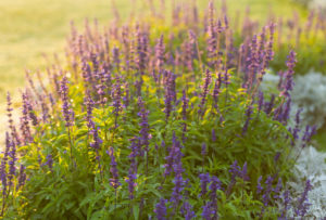 Lavender, Lavandula Lavender, Lavandula