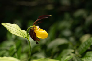 the most magnificent native orchid species that grows wild, the yellow lady's slipper, Cypripedium calceolus the most magnificent native orchid species that grows wild, the yellow lady's slipper, Cypripedium calceolus