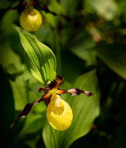 the most magnificent native orchid species that grows wild, the yellow lady's slipper, Cypripedium calceolus the most magnificent native orchid species that grows wild, the yellow lady's slipper, Cypripedium calceolus