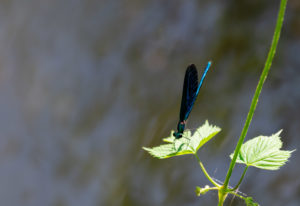 Banded demoiselle (Calopteryx splendens), metallic blue-green Banded demoiselle (Calopteryx splendens), metallic blue-green
