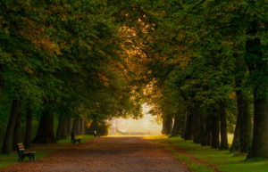 Germany, Bavaria, tree avenue in Nymphenburg at sunrise Germany, Bavaria, tree avenue in Nymphenburg at sunrise