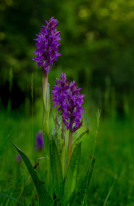 Broad-leaved orchid, Dactylorhiza majalis, Orchid of the year 2020 Broad-leaved orchid, Dactylorhiza majalis, Orchid of the year 2020