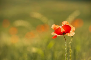 Poppy in the field Poppy in the field