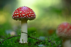 Fly agaric (Amanita muscaria)