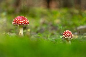 Fly agaric (Amanita muscaria)