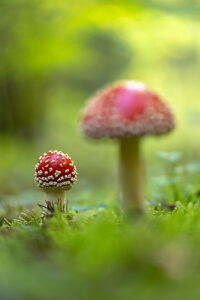 Fly agaric (Amanita muscaria)