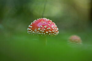 Fly agaric (Amanita muscaria)