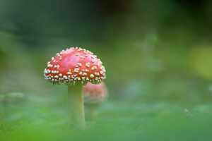 Fly agaric (Amanita muscaria)