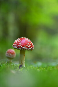 Fly agaric (Amanita muscaria)