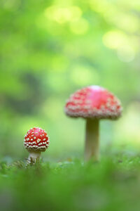 Fly agaric (Amanita muscaria)