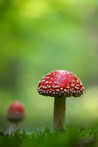 Fly agaric (Amanita muscaria)