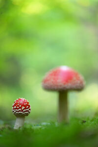 Fly agaric (Amanita muscaria)