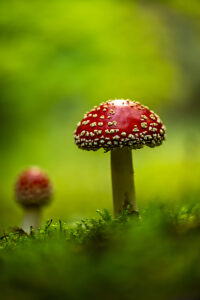 Fly agaric (Amanita muscaria)