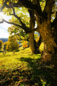 Rosenlaui Valley, Bernese Oberland, Switzerland