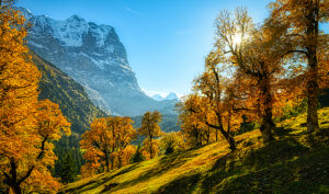 View towards the Eiger, Rosenlaui valley, Bernese Oberland, Switzerland