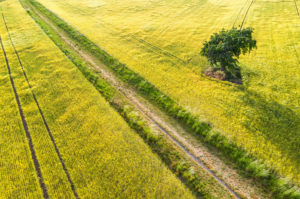 Weizenfeld im Frühling im Abendlicht, Karlsruhe, Deutschland Weizenfeld im Frühling im Abendlicht, Karlsruhe, Deutschland